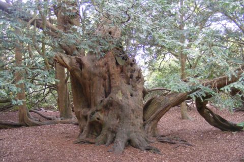 Teakbaum